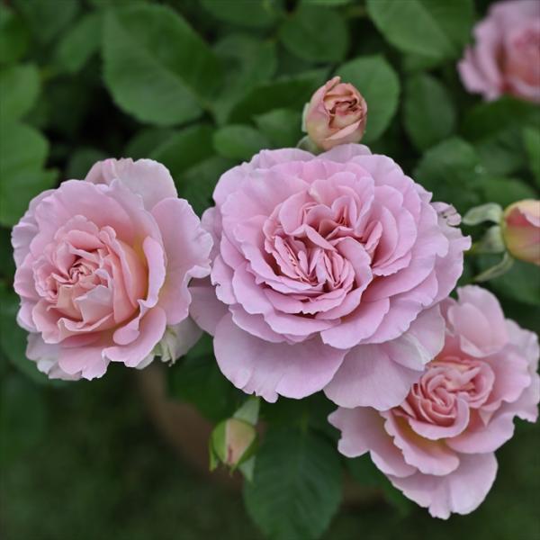 予約販売 バラ 苗 新苗 ドリュ フリゼ 品種登録出願中 四季咲き 薔薇