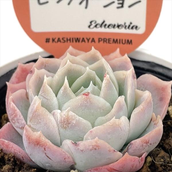 ■日当たり春秋型種 10℃〜25℃の過ごしやすい季節によく生長し、暑すぎたり、寒すぎる時期は休眠してしまいます。 生長期：2月〜6月・9月〜11月 休眠期：7月〜8月・11月〜1月■水やり1春・秋は日当たりがよく、雨が当たらない風通しの良い...