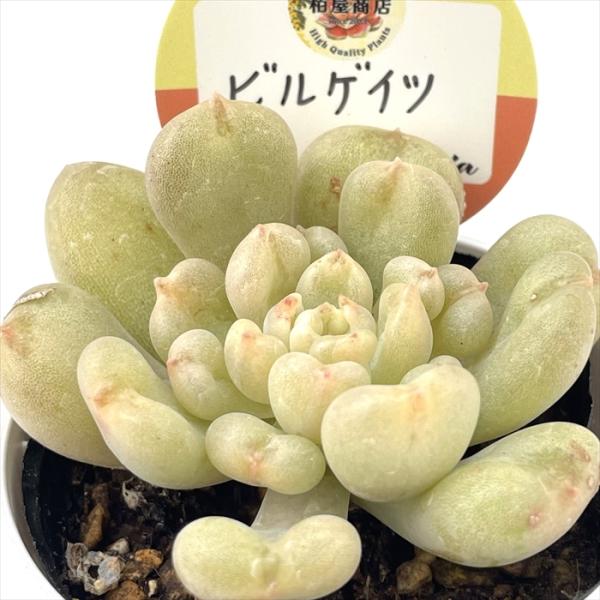 多肉植物 kswエケベリア ビルゲイツ 柏屋商店さん苗 エケベリア 6cm