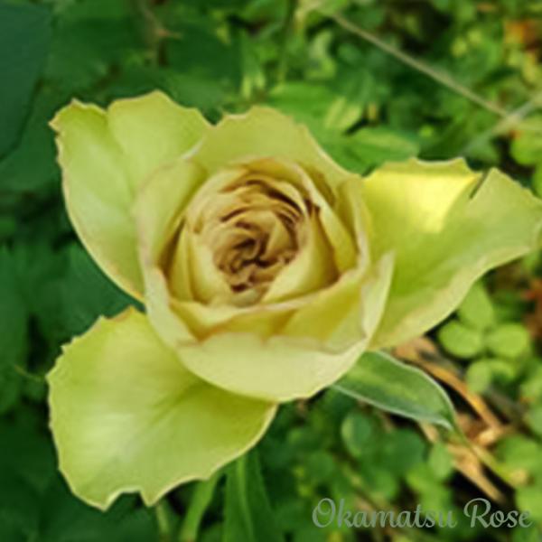 希少　新苗　岡松ローズ　カフェスル　正規苗 予約販売 バラ苗 バラ新苗 カフェスル 契約品種 薔薇 ばら 国産苗 岡松