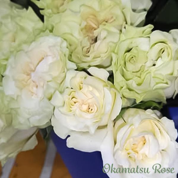 予約販売 バラ苗 バラ新苗 大福 契約品種 薔薇 ばら 国産苗 岡松ローズ