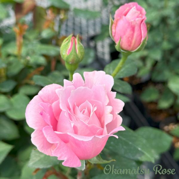 予約販売 バラ苗 バラ新苗 ピンクサボン 契約品種 薔薇 ばら 国産苗