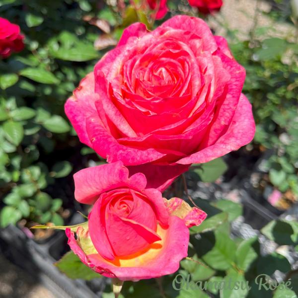 予約販売 バラ苗 バラ新苗 りんご飴 契約品種 薔薇 ばら 国産苗 岡松