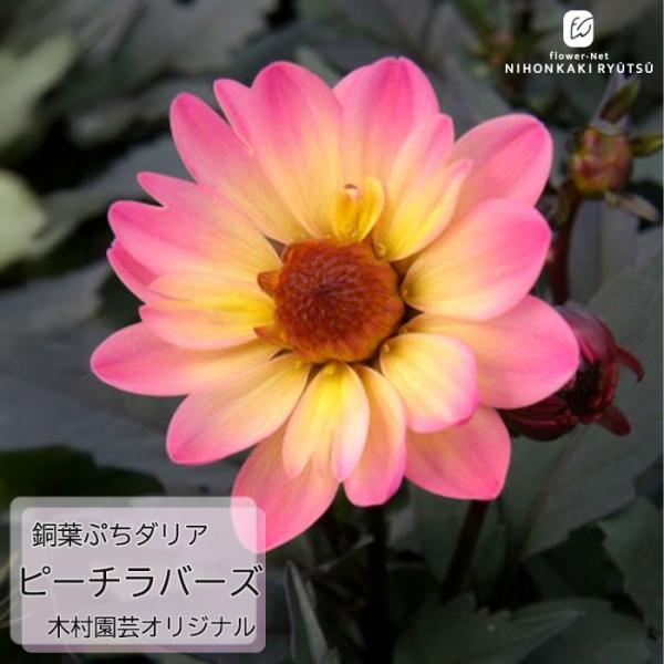 銅葉プチダリア　　フレディー②ポット苗 木村園芸　特定記録付き発送 銅葉プチダリア フレディー②ポット苗 木村園芸 特定記録付き発送