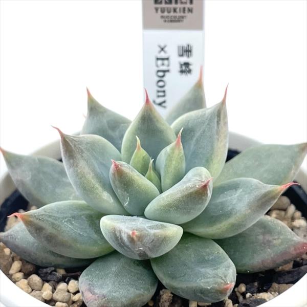 多肉植物 yukエケベリア 雪蜂×Ebony 優木園さんの苗 送料無料