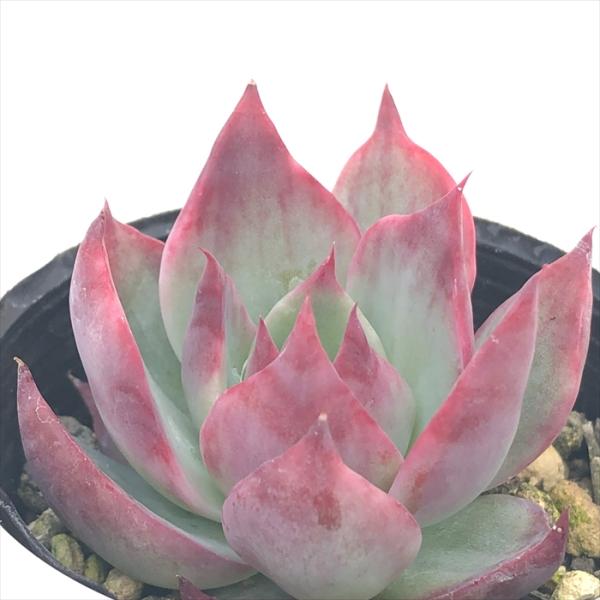 ■日当たり春秋型種 10℃〜25℃の過ごしやすい季節によく生長し、暑すぎたり、寒すぎる時期は休眠してしまいます。 生長期：9月〜5月 休眠期：6月〜8月■水やり1春・秋は日当たりがよく、雨が当たらない風通しの良い場所に置く 2夏の直射日光は...