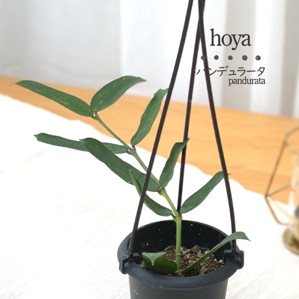 ホヤ　hoya シェパーディ　3号　吊り鉢 日本花キ流通 予約販売 観葉植物 ホヤ パンデュラータ 3号 吊り鉢 吊り