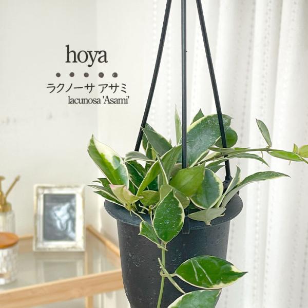 日本花キ流通 予約販売 観葉植物 ホヤ ラクノーサ アサミ 3号 吊り鉢