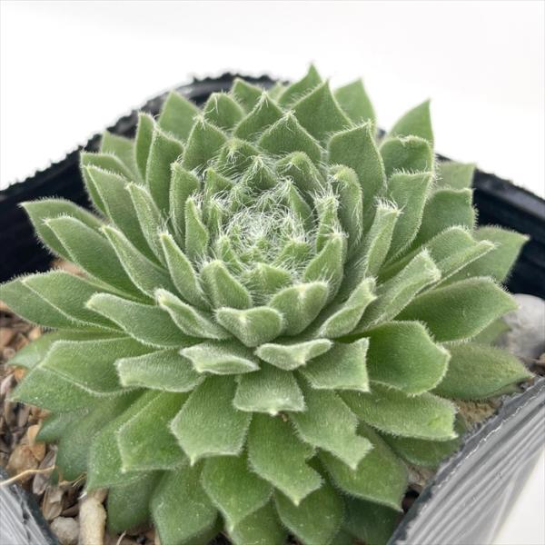 日本花キ流通 多肉植物 sfセンペルビウム キングジョージ 7.5cmポット