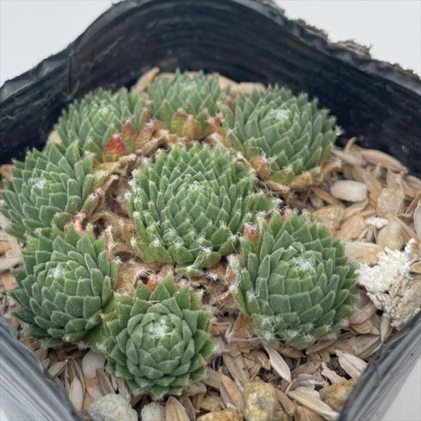 日本花キ流通 多肉植物 sfセンペルビウム アラクノイデウムグラブ