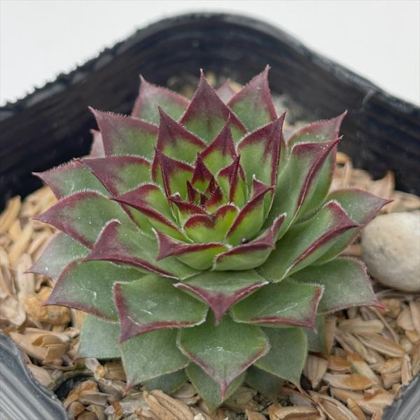 日本花キ流通 多肉植物 sfセンペルビウム ホットサマー 7.5cmポット