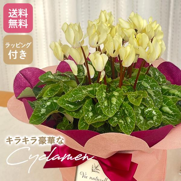 予約販売 ラメ付シクラメン イエロー 5号鉢 送料無料 ラッピング付き お歳暮 冬ギフト プレゼント 鉢植え 鉢花 12月上旬以降発送