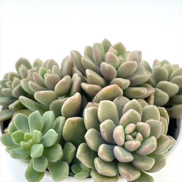 ■特徴春秋型種 10℃〜25℃の過ごしやすい季節によく生長し、暑すぎたり、寒すぎる時期は休眠してしまいます。 生長期：9月〜5月 休眠期：6月〜8月■置き場所・水やり1春・秋は日当たりがよく、雨が当たらない風通しの良い場所に置く 2夏の直射...