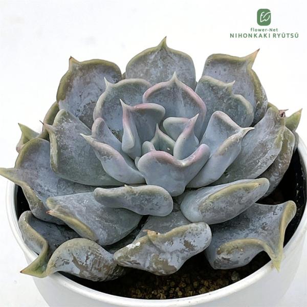 ■日当たり春秋型種 10℃〜25℃の過ごしやすい季節によく生長し、暑すぎたり、寒すぎる時期は休眠してしまいます。 生長期：9月〜5月 休眠期：6月〜8月■水やり1春・秋は日当たりがよく、雨が当たらない風通しの良い場所に置く 2夏の直射日光は...