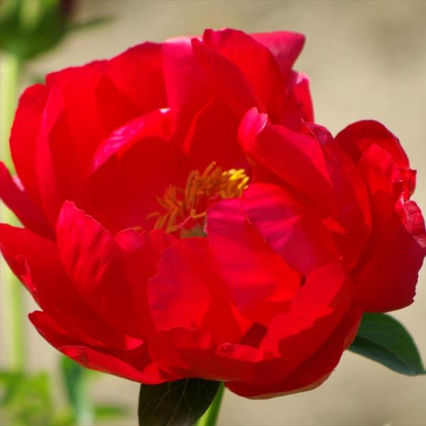 flower-net_z241227004