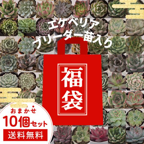 エケベリア 多種多様　約100個セット 日本花キ流通 予約販売 多肉植物 エケベリア ブリーダーさん苗入り 10