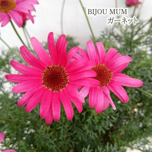 日本花キ流通 予約販売 ビジューマム 苗 ガーネット 3.5号ポット 花苗