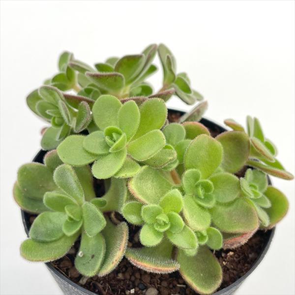 19#多肉植物アエオニウム❤️ サンデルシ— ❤️ 7頭8cm 拔き苗 多肉植物❤アエオニウム❤アドニス サンデルシー❤抜き苗 その他