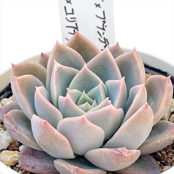 多肉植物 O'sエケベリア （リンゼアナ×ブランデティ）×（月影×ユリアナ