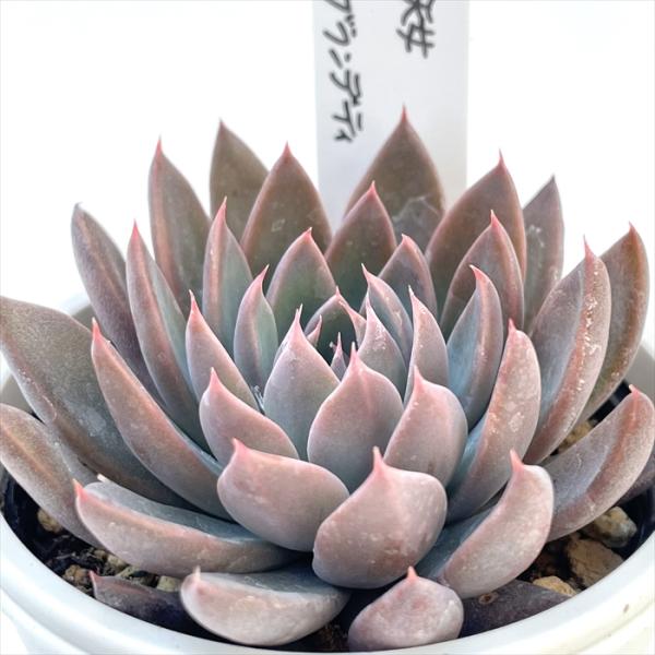 多肉植物 O'sグラプトベリア 銀天女×ブランデティ O's PLANTS オーズ