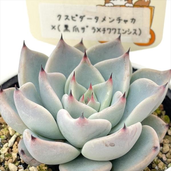 多肉植物 plkエケベリア クスピダータメンチャカ×（黒爪ザラ