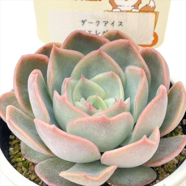 多肉植物 plkエケベリア ダークアイス×エレガンス パルクさん苗 送料