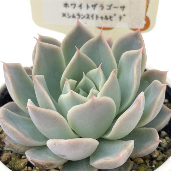 flower-net_z250122022