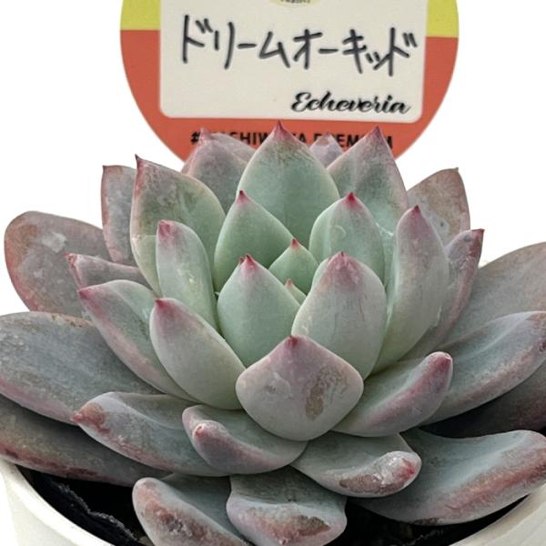 多肉植物 kswエケベリア ドリームオーキッド 柏屋商店さん苗