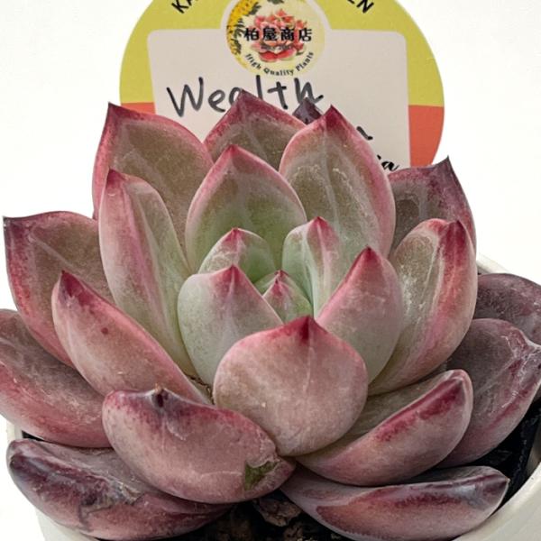 多肉植物 kswエケベリア Wealth Dream 柏屋商店さん苗 エケベリア 6cm