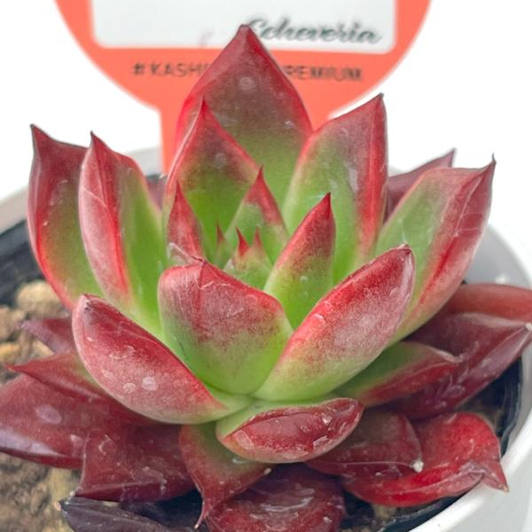 多肉植物 kswエケベリア スーパーレッド 柏屋商店さん苗 エケベリア