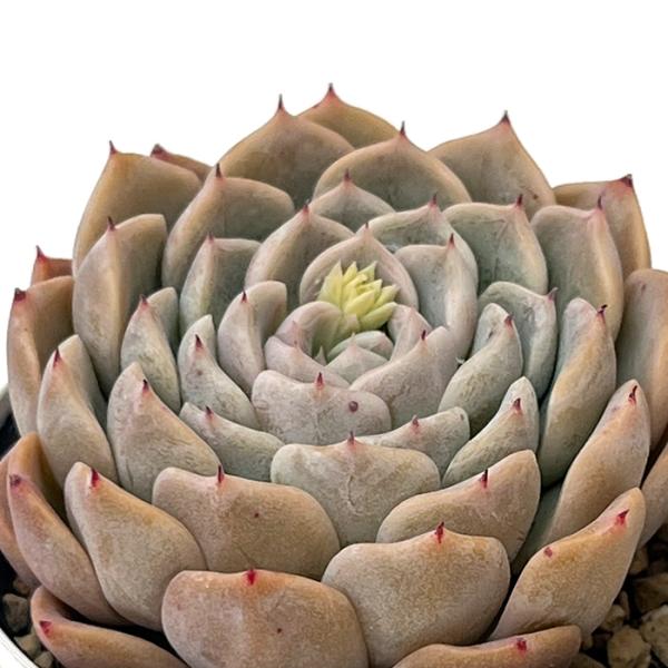 日本花キ流通 多肉植物 hxエケベリア 沙羅姫牡丹×リンゼアナ 多肉植物