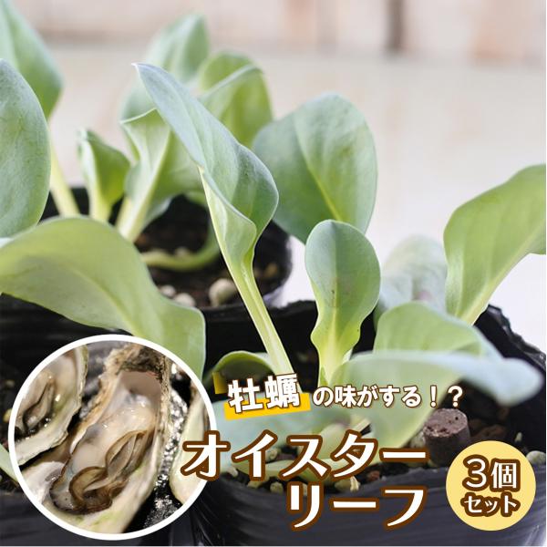 【特徴】濃厚な牡蠣味がする不思議な新野菜！「オイスターリーフ」葉を食べると、生牡蠣かアンチョビのような一度食べたら忘れられない不思議な味がする、スコットランドから来た新高級野菜葉です。北海道の海辺などに自生するハマベンケイの近種で「葉が牡蠣...