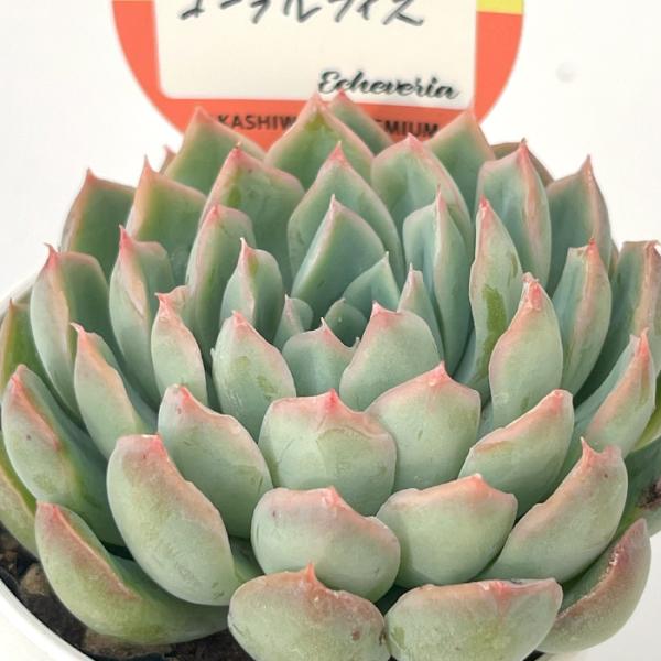 ■日当たり春秋型種 10℃〜25℃の過ごしやすい季節によく生長し、暑すぎたり、寒すぎる時期は休眠してしまいます。 生長期：2月〜6月・9月〜11月 休眠期：7月〜8月・11月〜1月■水やり1春・秋は日当たりがよく、雨が当たらない風通しの良い...