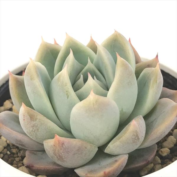 日本花キ流通 多肉植物 hxエケベリア ジョセリンのバラ×桃太郎 多肉