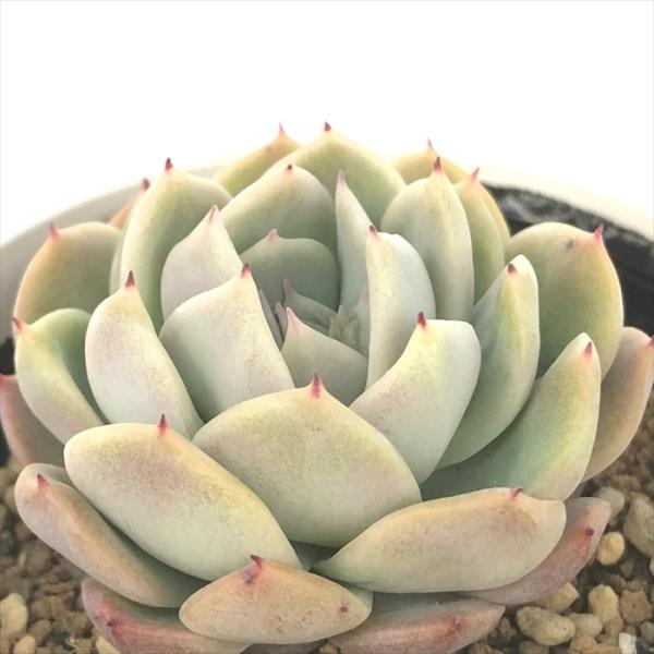 日本花キ流通 多肉植物 hxエケベリア ラジョヤ×原種エレガンス 多肉