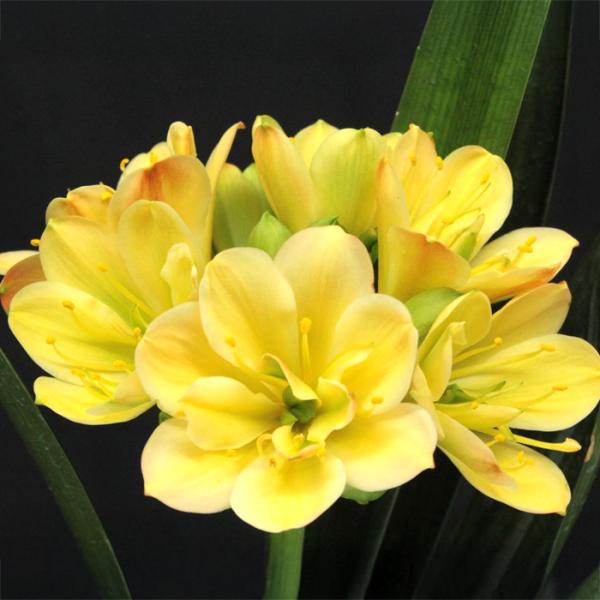 flower-net_z250210001