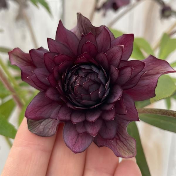 クリスマスローズ 開花実績株 クレオパトラ交配 クリスマスローズ 広瀬園芸 クレオパトラ 0211-021 現品販売