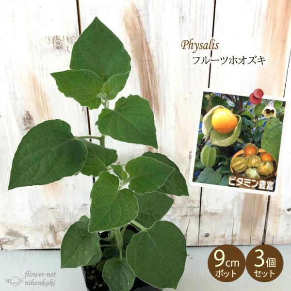 日本花キ流通 予約販売 食用ホオズキ 苗 フルーツホオズキ アンデス