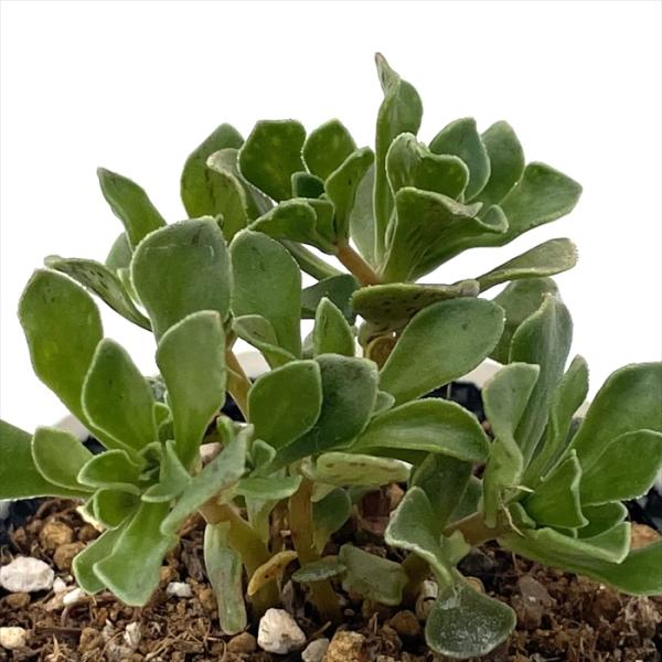 日本花キ流通 多肉植物 hmアエオニウム チョコチップ 多肉植物