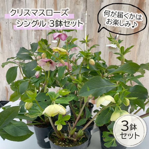 日本花キ流通 一重咲きクリスマスローズ シングル 開花株 3鉢セット 4