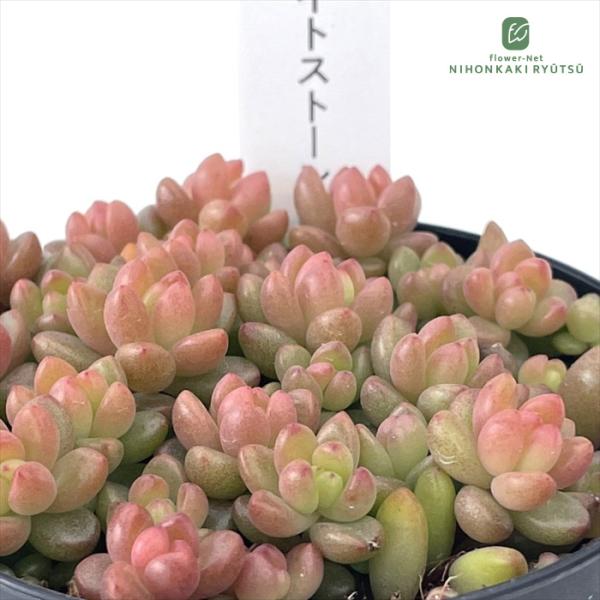 ■日当たり春秋型種10℃〜25℃の過ごしやすい季節によく生長し、暑すぎたり、寒すぎる時期は休眠してしまいます。生長期：9月〜5月休眠期：6月〜8月■水やり1春・秋は日当たりがよく、雨が当たらない風通しの良い場所に置く2夏の直射日光は避ける3...