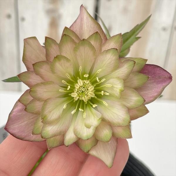 flower-net_z250218040