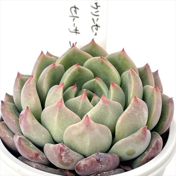 多肉植物 O'sエケベリア ラウリンゼ×セトーサシリアータ O's PLANTS
