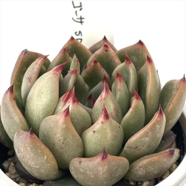 多肉植物 O'sエケベリア ロメオ×ザラゴーサspノバ O's PLANTS オーズ