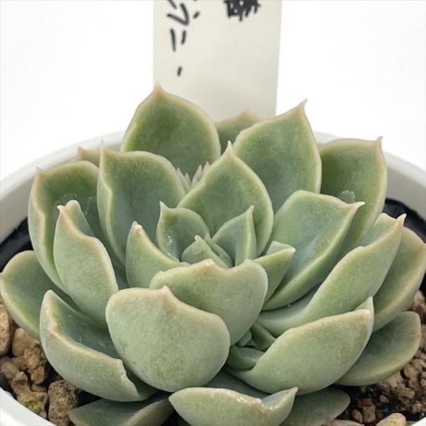 多肉植物 O'sエケベリア 霜椿×モラニー O's PLANTS オーズプランツさん