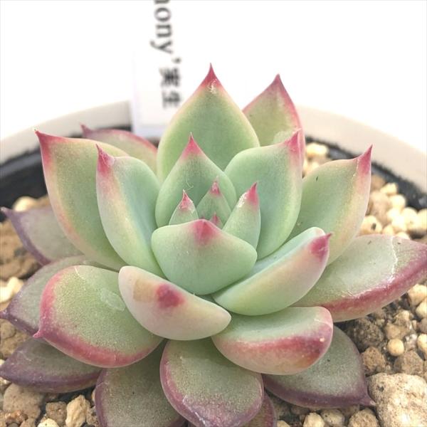 多肉植物 yukエケベリア colorata Desert Harmony 実生 優木園さんの苗