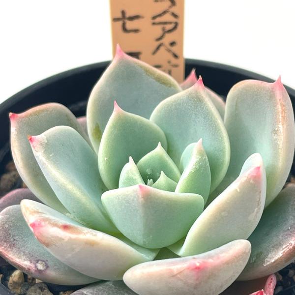 多肉植物 サボテンTAROエケベリア スアベオレンス×七福美尼 エケベリア
