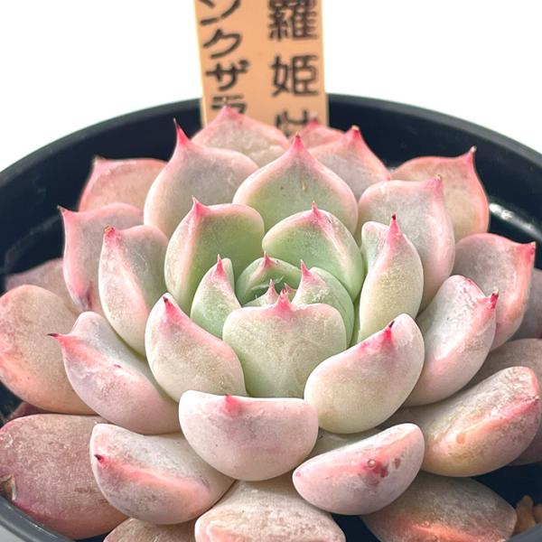 多肉植物 サボテンTAROエケベリア 沙羅姫牡丹×ピンクザラゴーサ