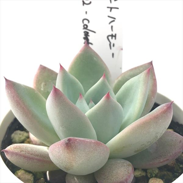 多肉植物 O'sエケベリア デザートハーモニー×CS-No02 colorata Compact