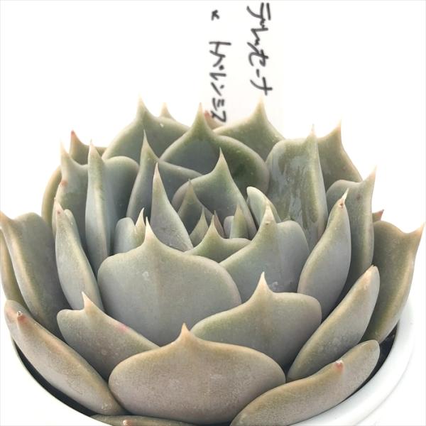 多肉植物 O'sエケベリア デレッセーナ×トバレンシス O's PLANTS オーズ